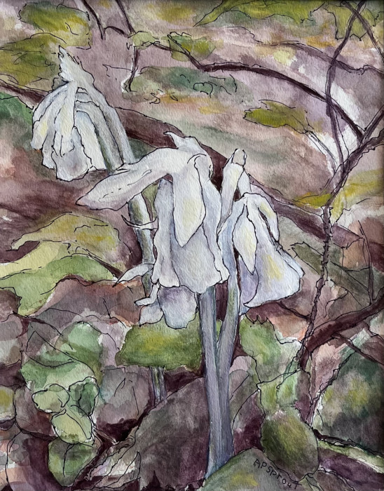 Indian Pipe AurellePurdySprout